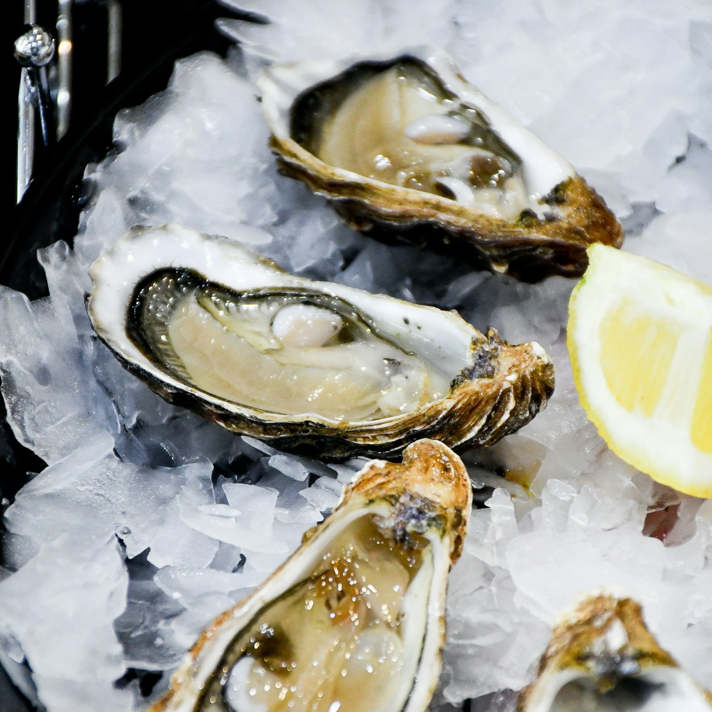 Ston oysters on ice with lemon